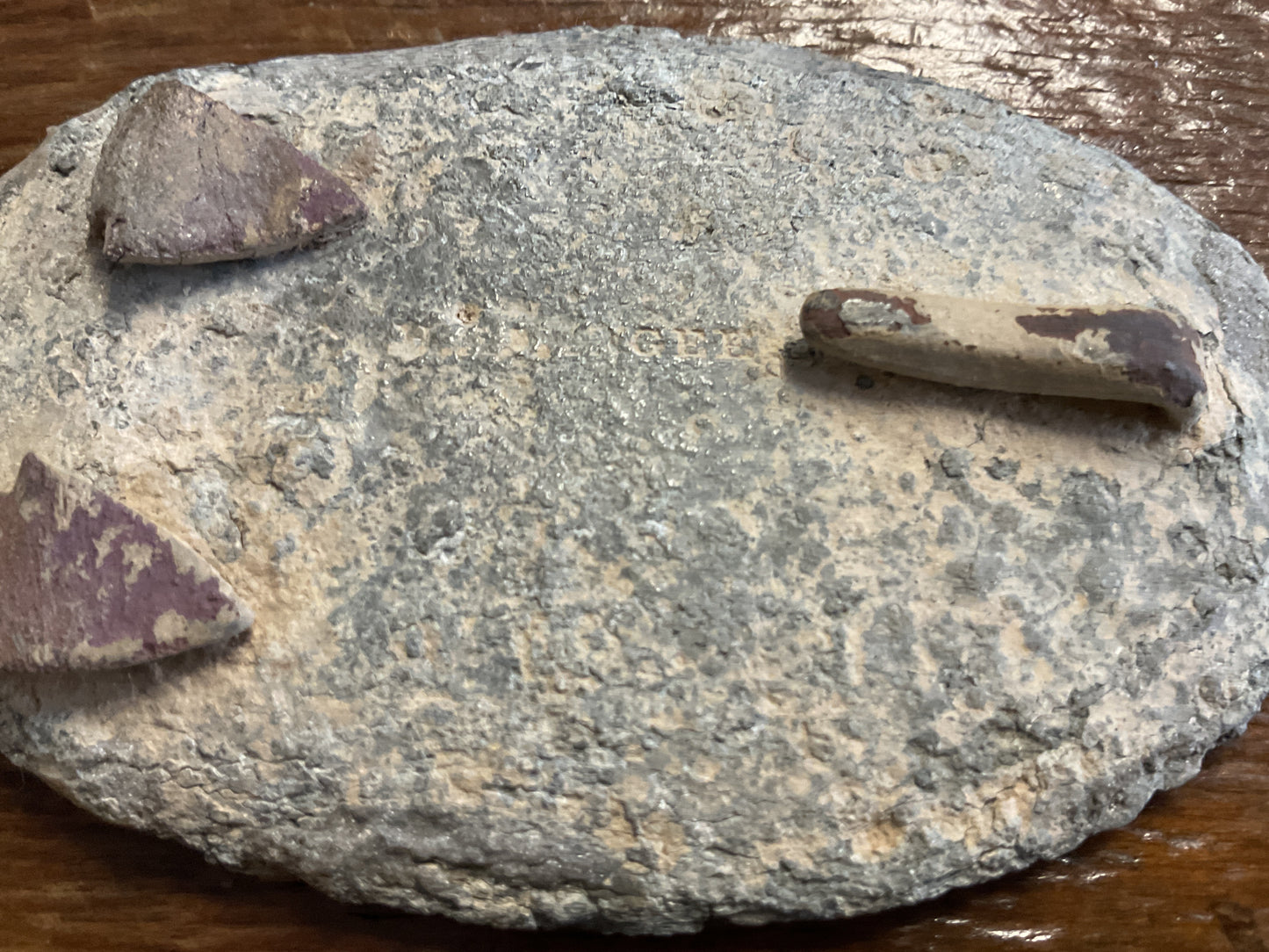 U.S. Belt Plate found Stones River off bypass Murfreesboro Tennessee. Civil War