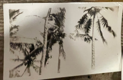 Extremely Unique Original WWII Dutch East Indies Photo Collection. 70 Photos!